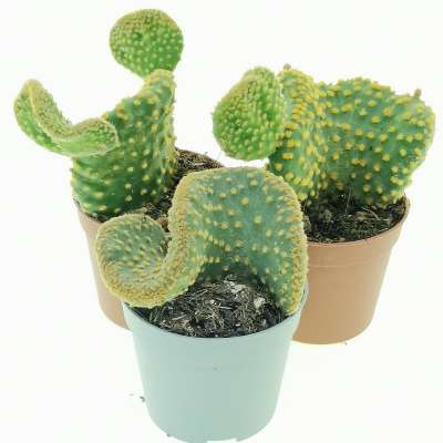 Opuntia microdasys cv. contorta - Giromagi