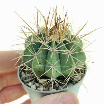 Melocactus florschuetzianus