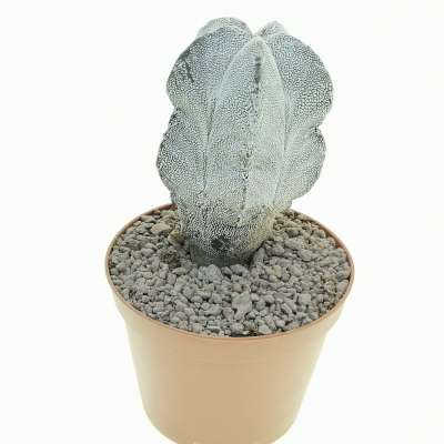 Astrophytum myriostigma cv. Onzuka - Giromagi