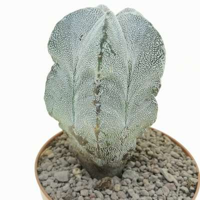 Astrophytum myriostigma cv. Onzuka - Giromagi