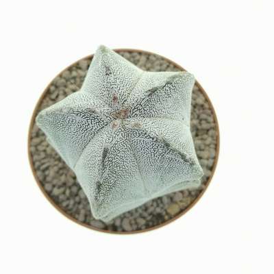 Astrophytum myriostigma cv. Onzuka - Giromagi