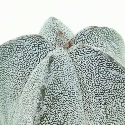 Astrophytum myriostigma cv. Onzuka - Giromagi