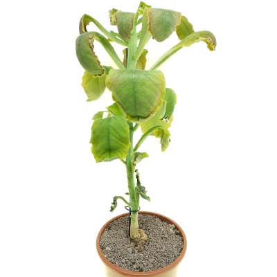 Monadenium echinulatum (Dodoma ,Tanzania)
