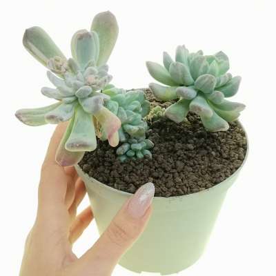 Pachyveria 'Scheideckeri' var. albo-carinata