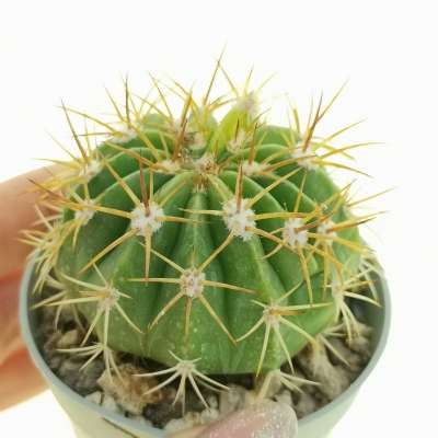 Melocactus maxonii