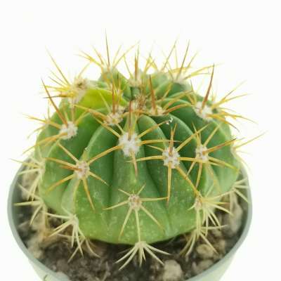 Melocactus maxonii - Giromagi