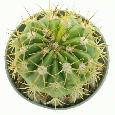Melocactus maxonii - Giromagi
