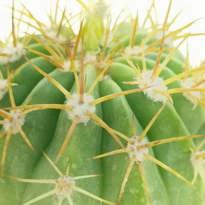 Melocactus maxonii - Giromagi