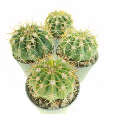 Melocactus maxonii - Giromagi