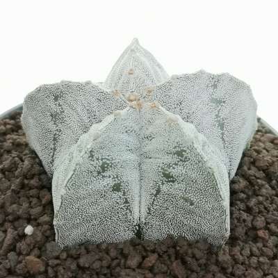 Astrophytum myriostigma cv. Onzuka var. Strongylogonum - Giromagi