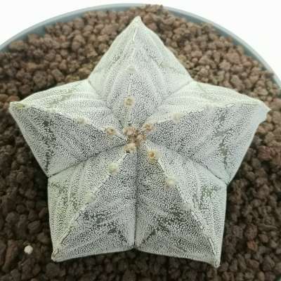 Astrophytum myriostigma cv. Onzuka var. Strongylogonum - Giromagi