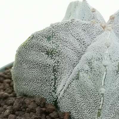 Astrophytum myriostigma cv. Onzuka var. Strongylogonum - Giromagi