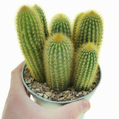 Espostoa guentheri