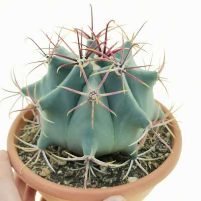 Ferocactus emoryi