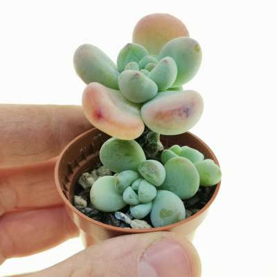 Sedum commixtum