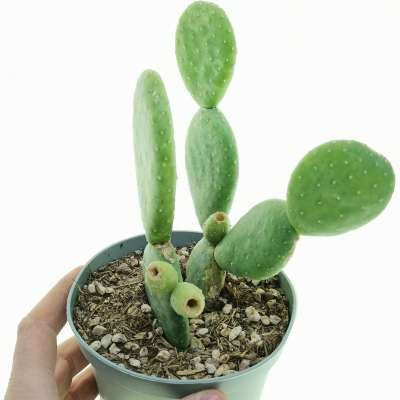 Opuntia inamoena - Giromagi