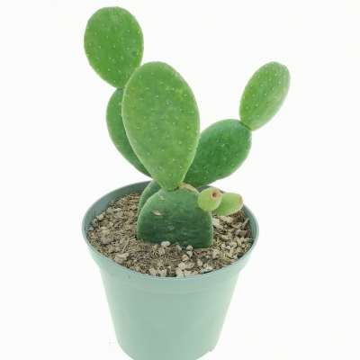 Opuntia inamoena - Giromagi