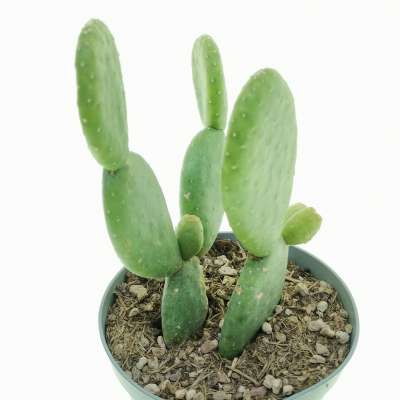 Opuntia inamoena - Giromagi