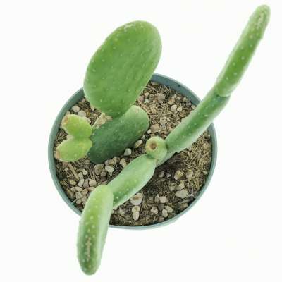 Opuntia inamoena - Giromagi