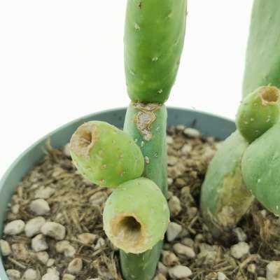 Opuntia inamoena - Giromagi