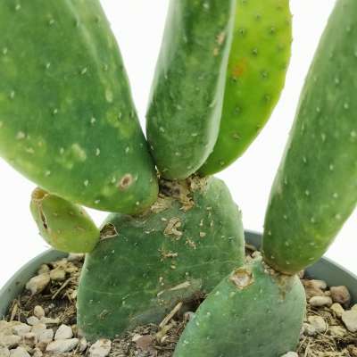 Opuntia inamoena - Giromagi