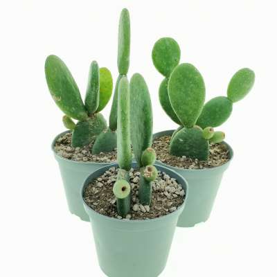 Opuntia inamoena - Giromagi