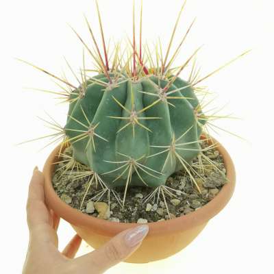 Ferocactus emoryi subs. Rectispinus
