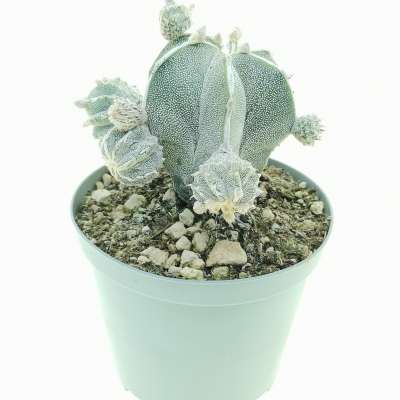 Astrophytum myriostigma cv. haku-Jo f. prolifera - Giromagi