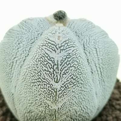 Astrophytum myriostigma cv. Onzuka quadricostatum V-Type - Giromagi