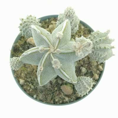 Astrophytum myriostigma cv. haku-Jo f. prolifera - Giromagi