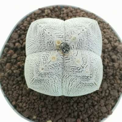 Astrophytum myriostigma cv. Onzuka quadricostatum V-Type - Giromagi