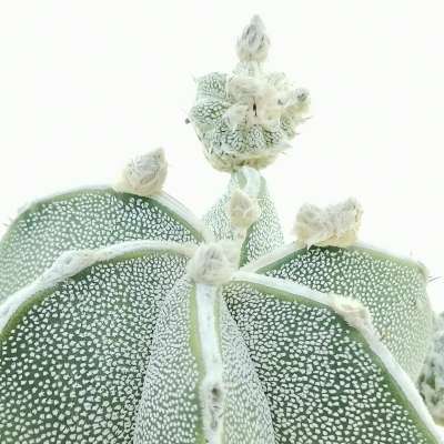 Astrophytum myriostigma cv. haku-Jo f. prolifera - Giromagi