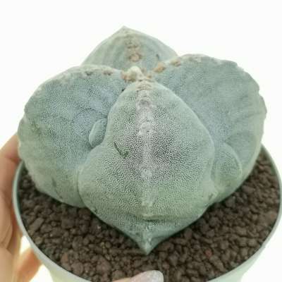 Astrophytum myriostigma cv. fukuryu (Type A) var. quadricostatum strongylogonum