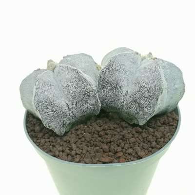 Astrophytum myriostigma cv. Haku-jo f. dicotomica - Giromagi