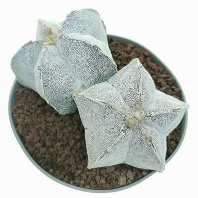 Astrophytum myriostigma cv. Haku-jo f. dicotomica - Giromagi