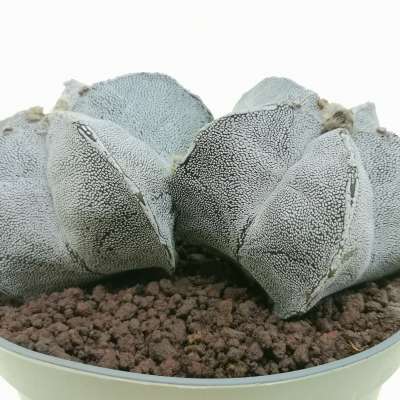 Astrophytum myriostigma cv. Haku-jo f. dicotomica - Giromagi