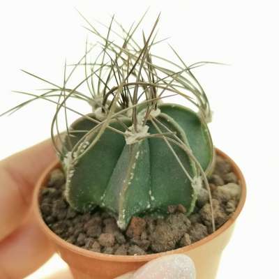 Astrophytum capricorne f. variegata