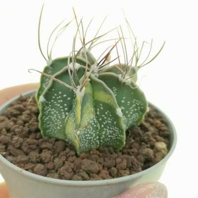 Astrophytum capricorne f. variegata