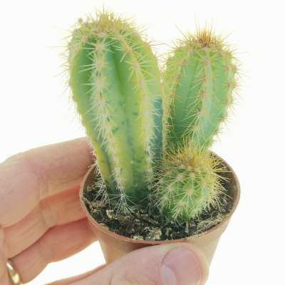Pilosocereus odilensis f. variegata
