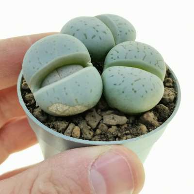 Dinteranthus vanzylii