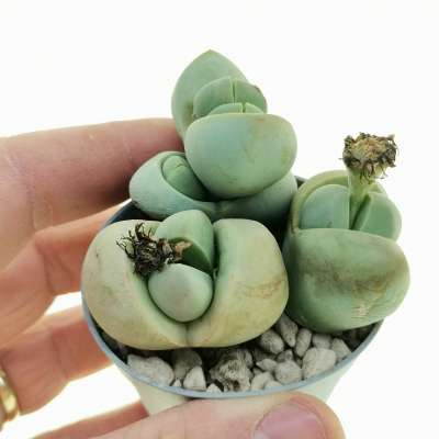 Argyroderma delaetii