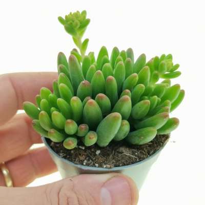 Sedum pachyphyllum