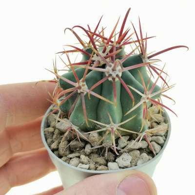 Ferocactus gracilis