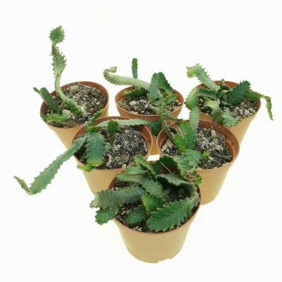 Euphorbia stellata - Giromagi