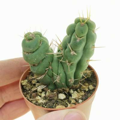Eulychnia castanea cv. varispiralis f. spirale dicotomica