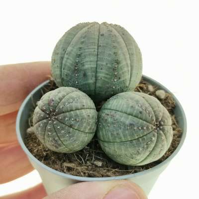 Euphorbia obesa f. politomica
