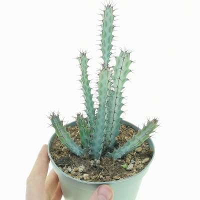 Euphorbia greenwayi