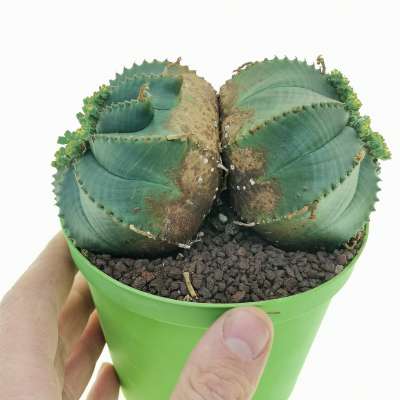 Euphorbia obesa f. dicotomica (Rare form)