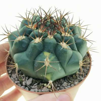 Gymnocalycium pflanzii variegato