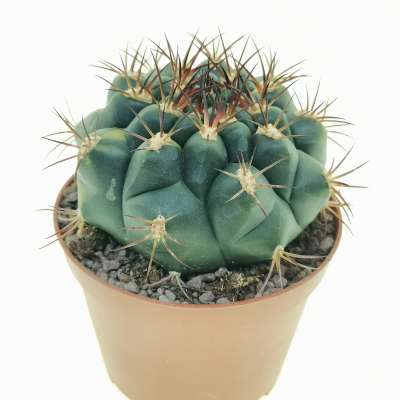 Gymnocalycium pflanzii variegato - Giromagi